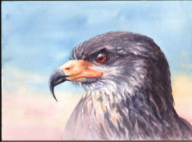 Snail Kite, Watercolour by Jennifer Horn